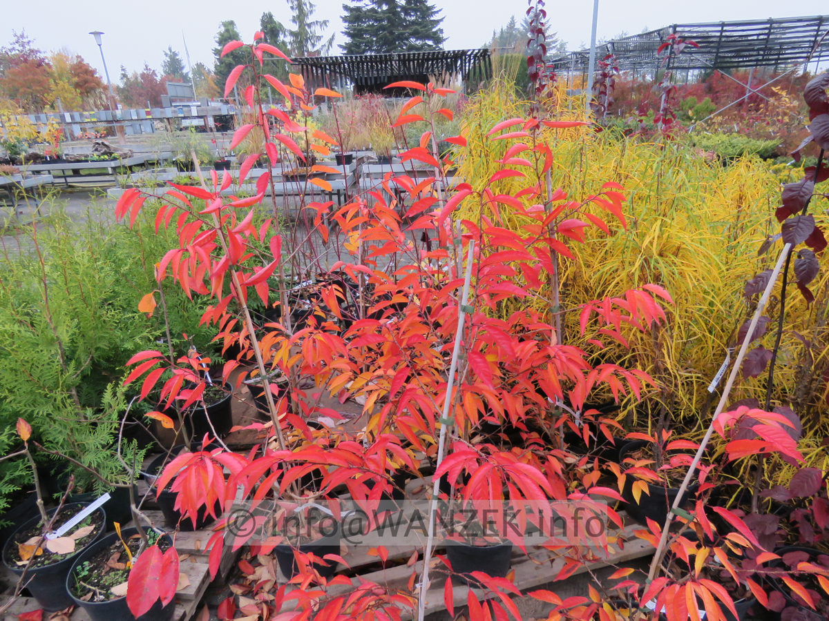 Prunus incisa Paean 13 Herbst.JPG